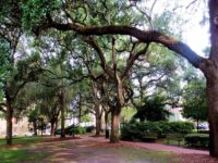 Live oaks shade historic town squares. Azaleas spread beneath the oak canopy. Couples walk the pathways hand-in-hand or sit side-by-side on the benches. A fountain dances in the dappled sunlight