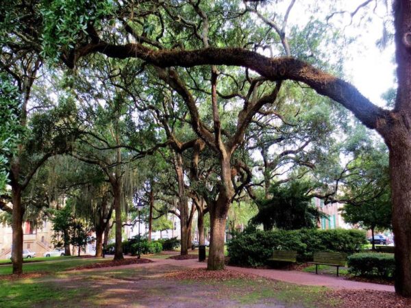 Live oaks shade historic town squares. Azaleas spread beneath the oak canopy. Couples walk the pathways hand-in-hand or sit side-by-side on the benches. A fountain dances in the dappled sunlight