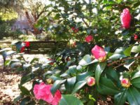 More camellias are getting ready to bloom